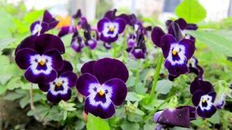 Pretty Pansies Wallpaper Px HDwallsource