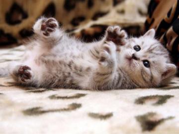 Cute Small Cat Wallpaper Desktop Background