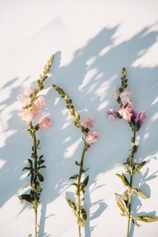 Gorgeous Flower Aesthetic Wallpaper For Your iPhone Prada