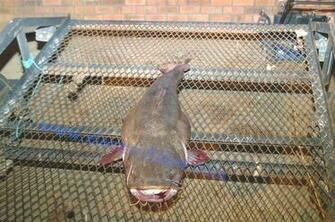Flathead Catfish Wallpaper