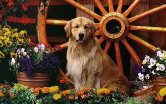 Golden Retriever In The Flower Garden Wallpaper