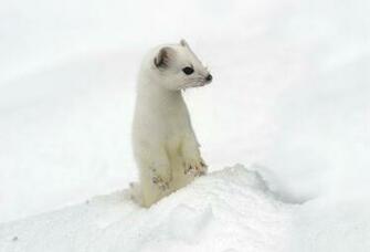 Ermine Coat Habitat Facts Britannica