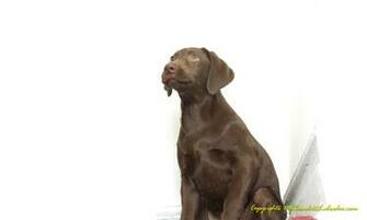 Chocolate Labrador Wallpaper Jackie The Lab