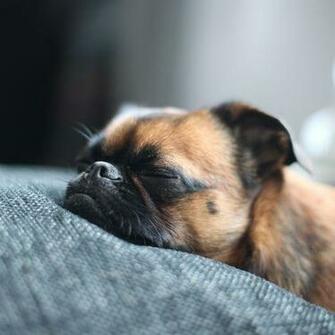 Sleeping Puppy Wallpaper