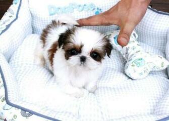 Tzu Teacup Shih Maltese Yorkies Puppies HD Wallpaper