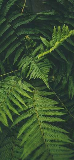 Outdoor iPhone X Wallpaper Plant