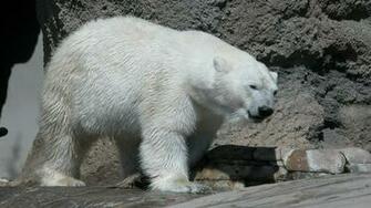 Polar Bear Wallpaper