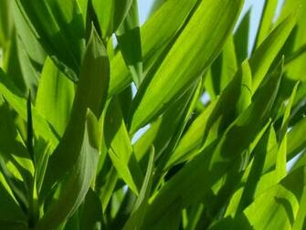 Bamboograss Wallpaper By Umbreon17
