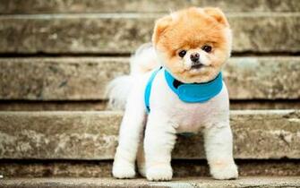 Boo The Cutest Dog Wallpaper HD