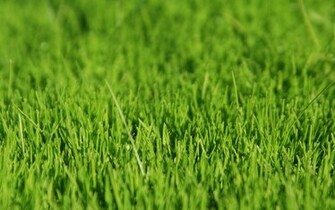 Grass Computer Wallpaper Desktop Background Id