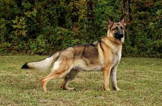 Adorable German Shepherd Dog Puppies Wallpaper Picture