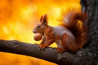 Squirrel Wildlife Photography All