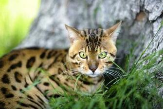 Bengal Cat Wallpaper