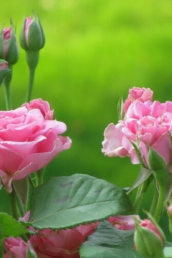 Background Pictures Photos iPhone Wallpaper Cute Pink Flower