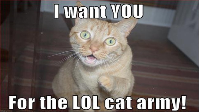 Lolcats HD Wallpaper