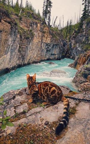 Amazing Bengal Cat Wallpaper iPhone 3d