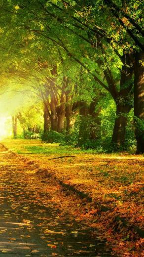 Autumn Path iPhone Wallpaper HD