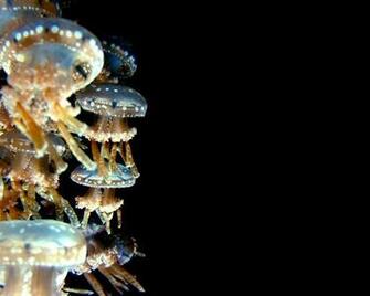 Lea Michele Monterey Bay Aquarium Wallpaper