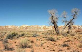 HD Pc Desktop Wallpaper Desert Landscape Trees