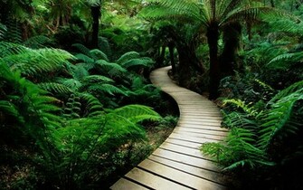 Wallpaper Tropical Rain Forest And Wood Road