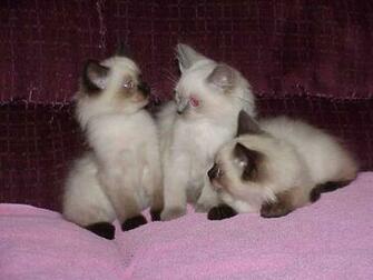 Ragdoll Cattery Cats Computer Screen Saver Pc Desktop Wallpaper