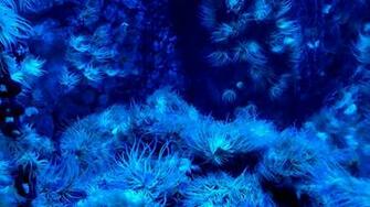 Sea Anemone Wallpaper Updated Bendavis Me