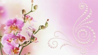 All New Wallpaper Attractive Pink Orchids