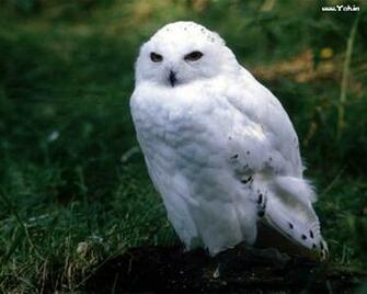 White Owl Wallpaper