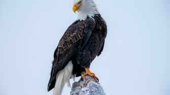 Wallpaper Rock Eagle American Bald