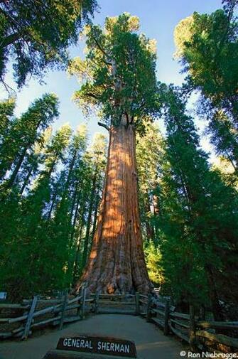 Sequoia Photos National Park HD Walls Find Wallpaper