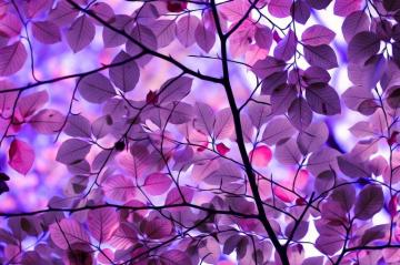 Fantasy Field With Purple Tree Computer Wallpaper