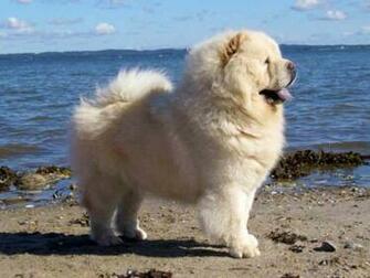 Dog On Beach Wallpaper