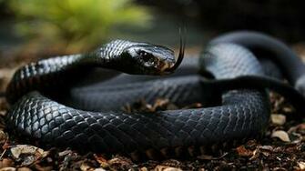 Back Gallery For Black Mamba Snake Wallpaper