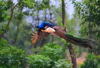 Peafowl Animals Image