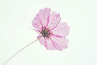 Pastel Flower Wallpaper