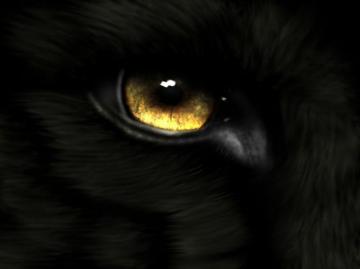 Animal Eye Gold Wolf Wallpaper Eyes