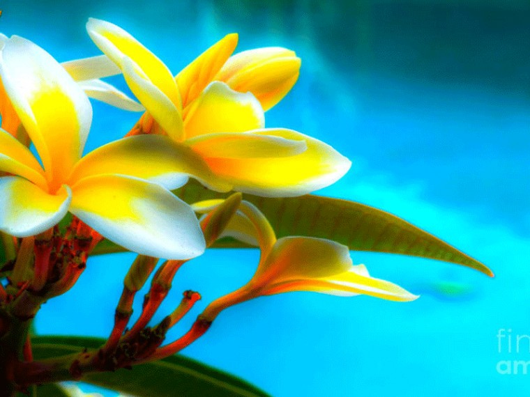 Plumeria Computer Wallpaper