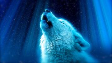 White Wolf Howling 8k Wallpaper