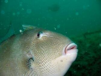 Triggerfish Wallpaperthe Today Stuff