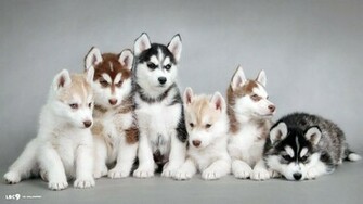 Wolf Siberian Husky Dog Wallpaper Baby Animal HD