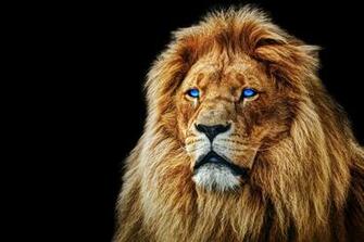 Picture Lions Snout Animals Black Background