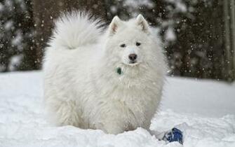 Samoyed Computer Wallpaper Desktop Background