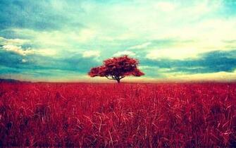 Beautiful Red Tree Scene HD Wallpaper