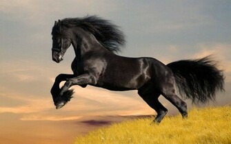 Running Black Horse Wallpaper High Resolution Hi