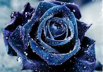 Flowers Pictures Wallpaper Red Roses