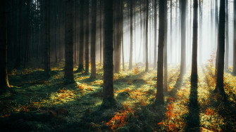 Sunbeams Morning Forest 4k HD Wallpaper Image Photos And Picture