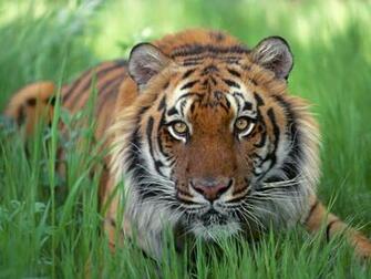 HD Tiger Wallpaper 1080p Ek Tha