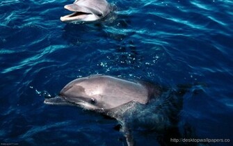 Dolphin Underwater Wallpaperdesktop Wallpaper