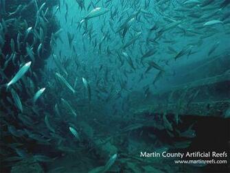 Pin School Of Fish Desktop Wallpaper HD To On