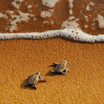 Baby Turtle 13wy7j3fsi5ynas4 Wallpaper